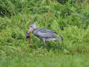 Shoebill Safaris