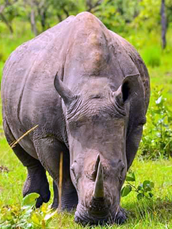 Ziwa Rhino Sanctuary - The Life of the Rhinos in Uganda