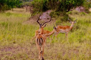 2 day lake mburo night drive