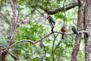 3 Day Nyungwe Forest Canopy Trail Tour