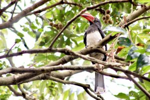 Semuliki National Park