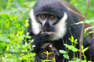 5 Day chimpanzee trekking and Queen Safaris