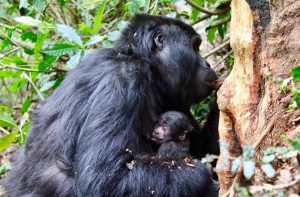 6 Day Rwanda Chimpanzee Canopy and Gorilla safari