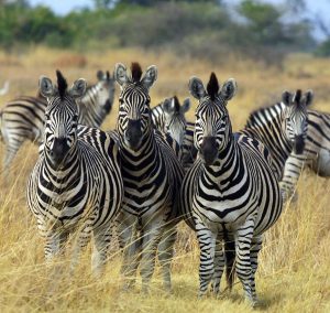 Where to find a Zebra in Uganda