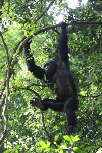 6 Day Lake Mburo NP and Queen Elizabeth Park