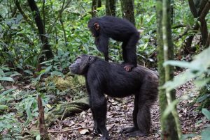 5 Day Chimpanzee with Wildlife Tour