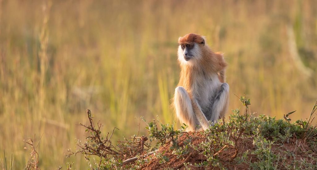 All about the savanna Patas Monkey Uganda primate