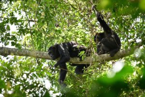 1 Day Budongo Chimpanzee Tour
