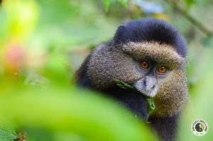 4 Day Rwanda Gorilla Tour & Golden Monkey Trekking