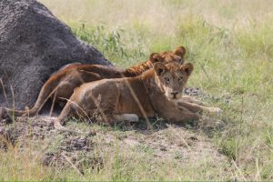 3 Day Murchison Falls and big five Safari