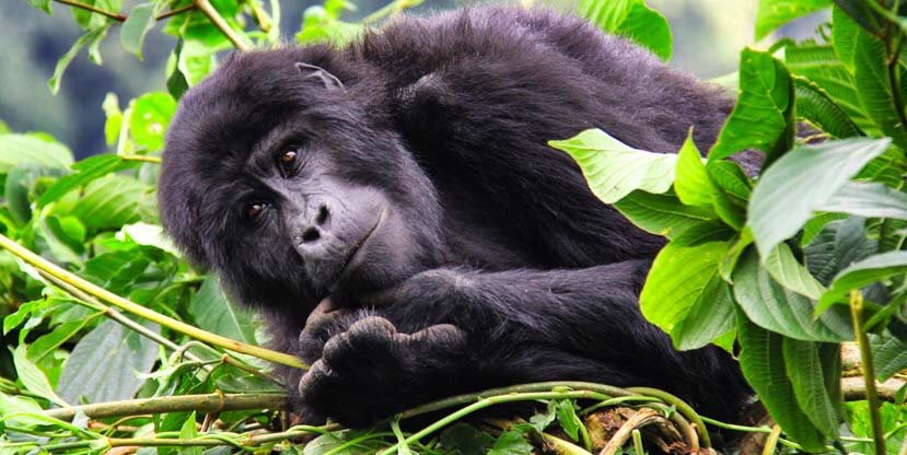 Is Gorilla Trekking Better in Uganda or Rwanda