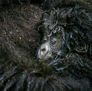 Is Gorilla Trekking Better in Uganda or Rwanda