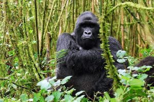 Is Gorilla Trekking Better in Uganda or Rwanda