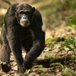 Uganda Adventure Safaris - Gorilla Safaris in Uganda