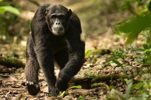 1 Day Budongo Chimpanzee Tour