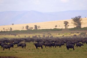 Kidepo Valley National Park