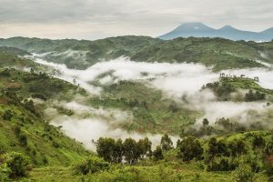 8 Day Chimpanzee Gorilla Trek with Sabinyo Hikes and Lake Bunyonyi Safari