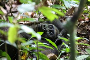 7 Day Uganda Adventure Gorilla Safari