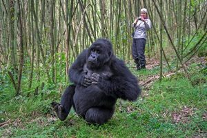 Gorilla Trekking Uganda Reviews, Thoughts and Prices