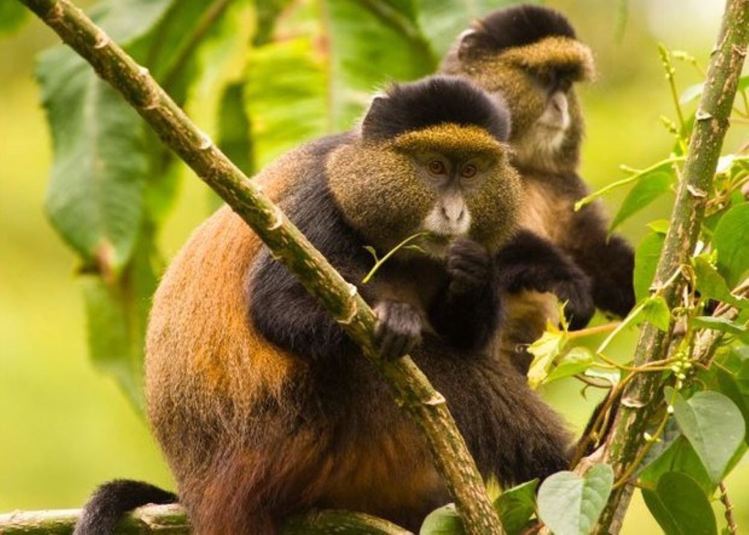 8 Day Chimpanzee & Gorilla Trekking with Golden Monkeys