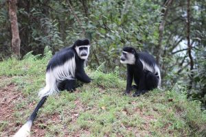 The Black and White Colobus Monkeys of Uganda