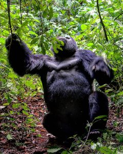 Uganda Adventure Safaris - Gorilla Safaris in Uganda