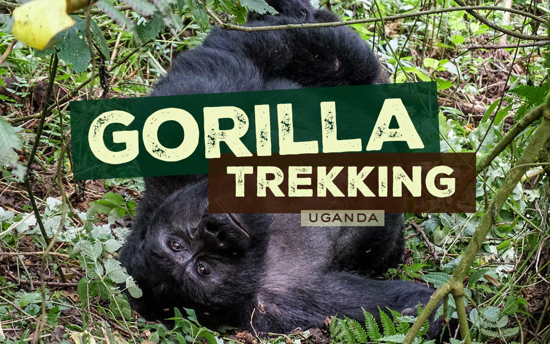 5 day primate safari for bwindi gorillas and kibale chimpanzee trek in uganda