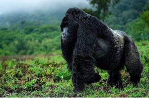 2 Day Gorilla Trekking Safari