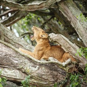 2 Day Tree Climbing Lions Safari