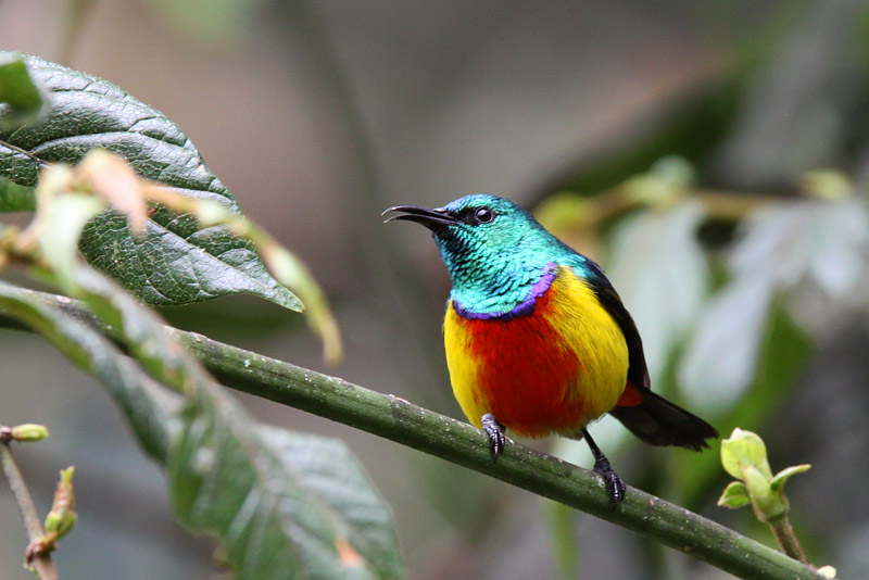 ANYLSING THE JUST CONCLUDED AFRICAN BIRDING EXPO IN UGANDA