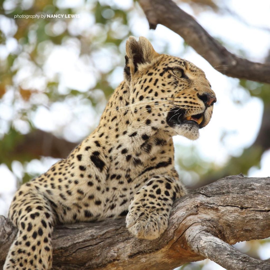 6 ways you can distinguish cheetah from leopard