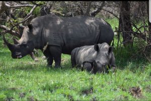 1 Day Rhino Tracking