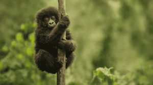 What to Expect on A Gorilla Trekking Safari