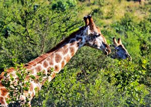 7 Day wildlife Kidepo and Murchison Falls Safari
