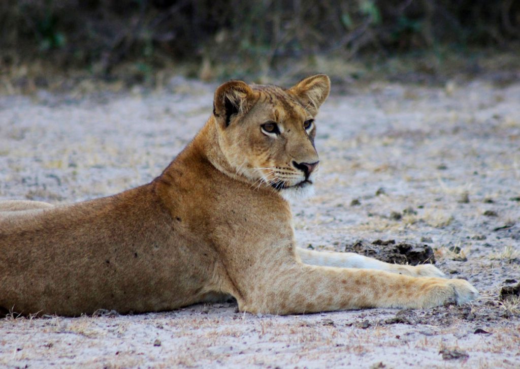 Lioness in the wild, Lioness looking on in misery