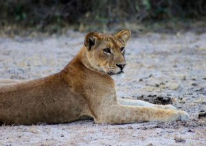 Lionesses - Female Lions