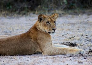 Uganda Adventure Safaris - Gorilla Safaris in Uganda 3-days-queen-elizabeth-safari-in-uganda