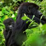 Uganda Adventure Safaris - Gorilla Safaris in Uganda 3-days-uganda-gorilla-trekking-safari