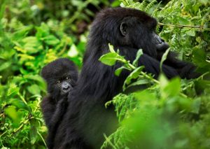 9 Day Chimps Gorillas and Golden Monkeys Uganda