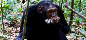 chimpanzee-tracking-uganda