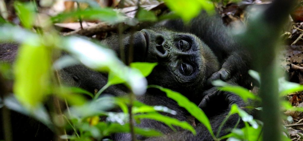 gorilla-trekking-uganda