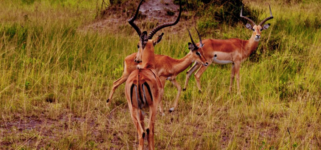 pian-upe-wildlife-reserve-in-uganda
