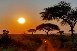 sun-rise-on-a-ugandan-safari