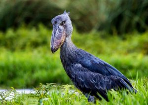 What are the Shoebill Birds that are seen in Uganda