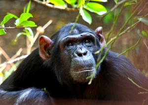 Uganda Adventure Safaris - Gorilla Safaris in Uganda 1-day-ngamba-island-chimpanzee-tour