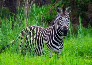 6 Day Uganda Gorilla and Wildlife Safari