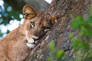 The Most 10 Unmissable East African Safari Destinations and various activities