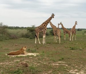 12 Day Safari in Uganda