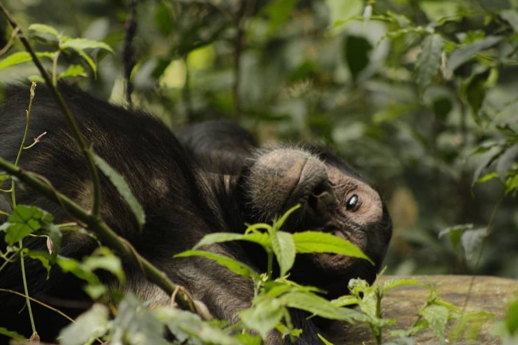 Kibale National Park