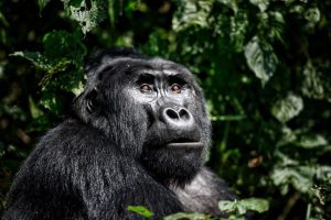 Habituated Gorilla Families with more Gorilla Permits